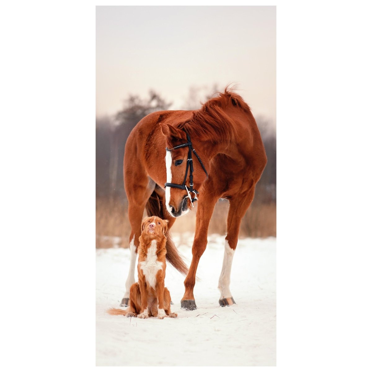 Türtapete Tierische Freunde Hund & Pferd, Tiere M1097 - Bild 2