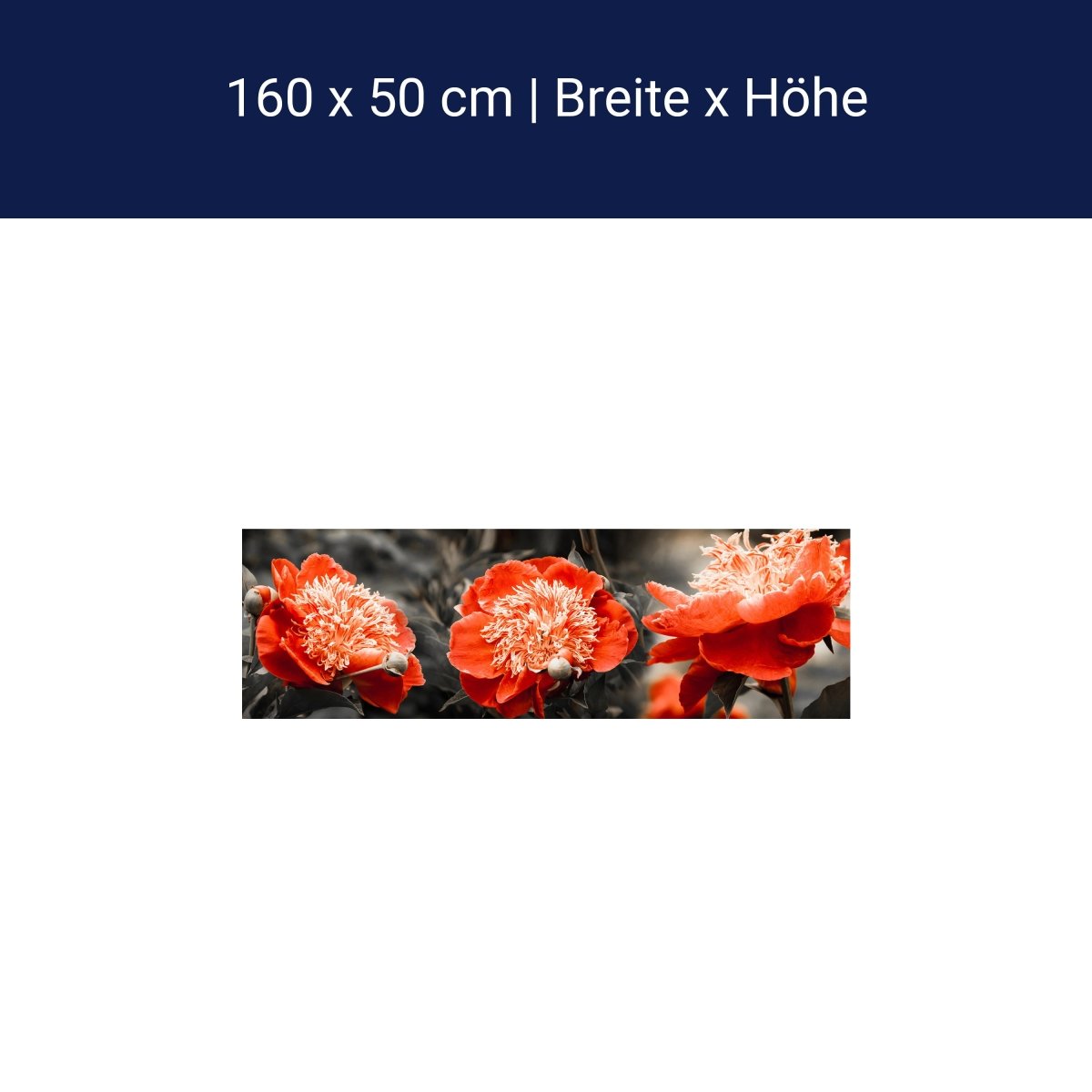 Küchenrückwand Blume Rot Kontrast Fokus Schwarz Weiß M1106 Küchenrückwand Blume Rot Kontrast Fokus Schwarz Weiß M1106