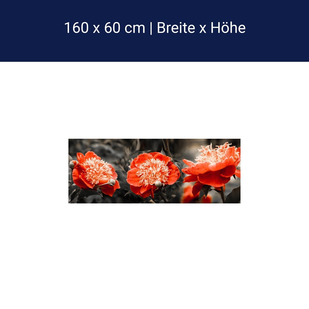 Küchenrückwand Blume Rot Kontrast Fokus Schwarz Weiß M1106 Küchenrückwand Blume Rot Kontrast Fokus Schwarz Weiß M1106