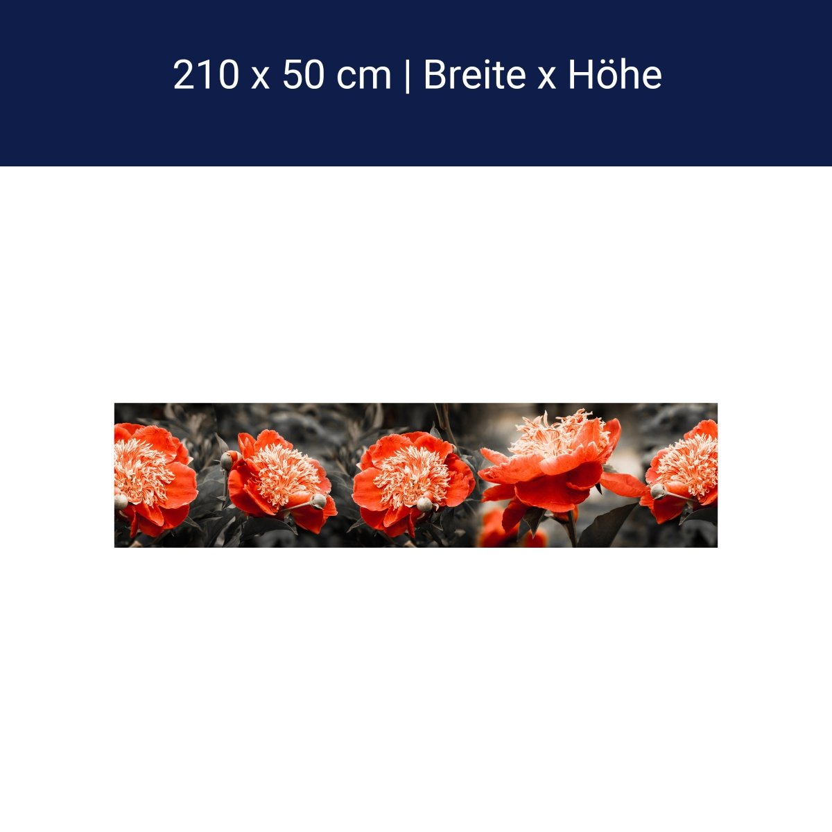 Küchenrückwand Blume Rot Kontrast Fokus Schwarz Weiß M1106 Küchenrückwand Blume Rot Kontrast Fokus Schwarz Weiß M1106