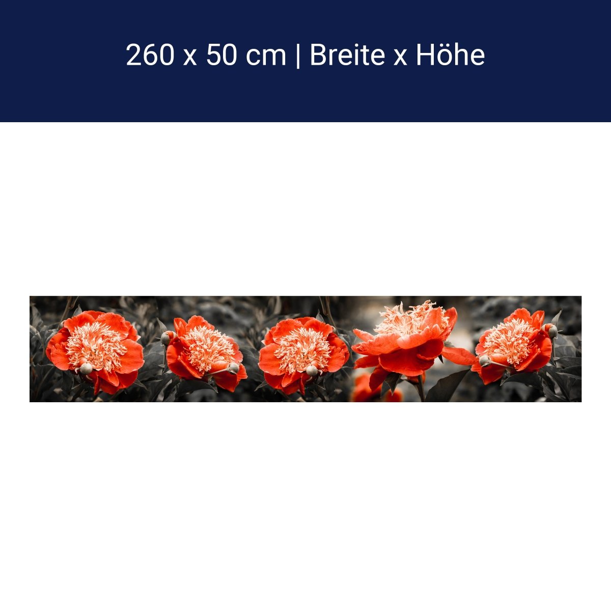 Küchenrückwand Blume Rot Kontrast Fokus Schwarz Weiß M1106 Küchenrückwand Blume Rot Kontrast Fokus Schwarz Weiß M1106