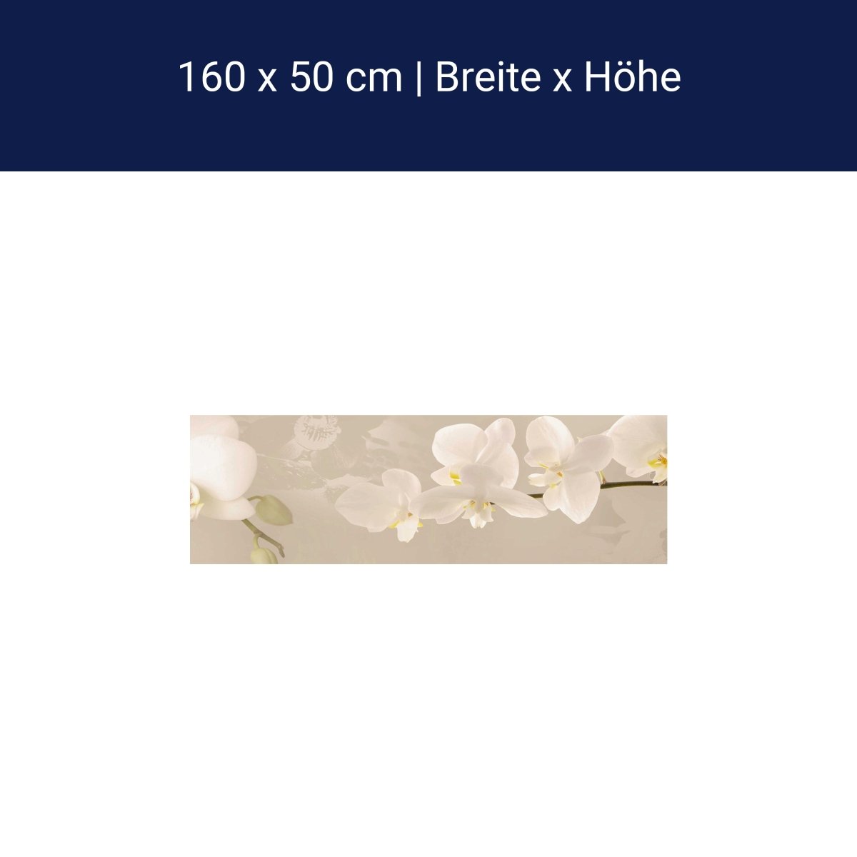 Küchenrückwand Orchidee Zweig Hell Hintergrund Weiß M1226 Küchenrückwand Orchidee Zweig Hell Hintergrund Weiß M1226