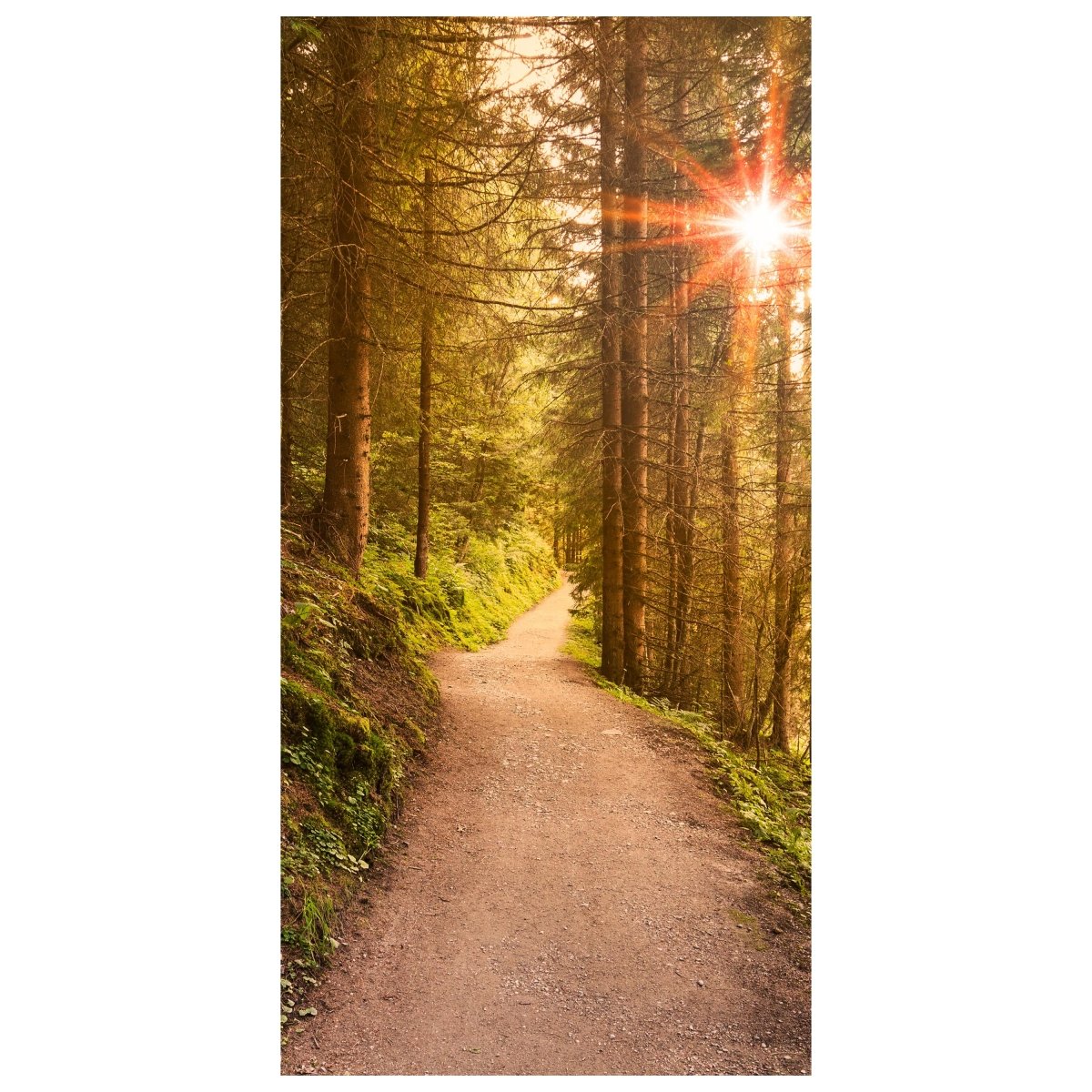 Türtapete Waldweg am Abend, Sonne, Wald M1248 - Bild 2