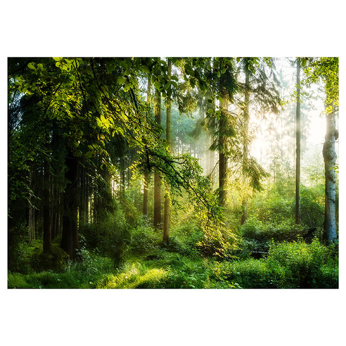 Fototapete Wald Wiese Bäume M5673 - Bild 2