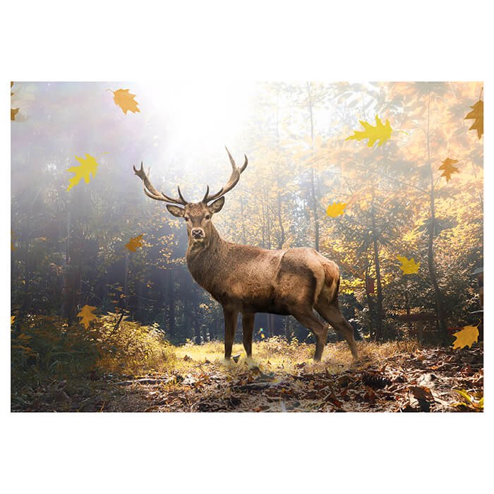 Fototapete Hirsch im Herbstlichen Wald M5731 - Bild 2