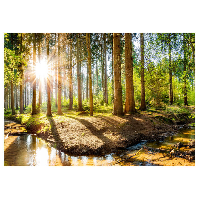 Fototapete Sonnenschein im Wald mit Bach M5752 - Bild 2