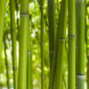 Peinture murale Forêt de bambous, bambou vert M0003