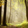 Wall Mural Forest Path M0024