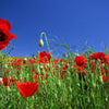 Wall mural Field of poppies M0046