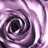 Wall mural rose-violet M0051