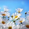 Wall mural white flowers M0052
