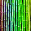 Bamboo Rainbow Wallpaper Mural M0229