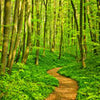 Wall Mural Forest Path Nature M0345