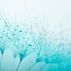 Wall Mural Dandelion Turquoise M0347