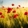 Wall mural Cornfield with poppies M0398