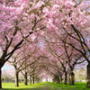 Wall mural avenue of cherry trees M0412