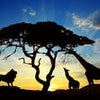 Wall mural sun sunset Africa M0521