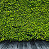 Wall Mural Green Wall M0572