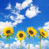 Fototapete Sonnenblumen Sonnenblumenfeld Blumen M0705