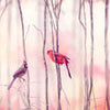 Papier peint Oiseaux Cardinal Forest M0718