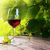 Wall mural Glass with red wine in vineyard M0830