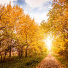 Fototapete Herbstlandschaft in warmen Farben M0896