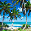 Papier peint Palmiers sur la plage tropicale M0914
