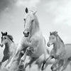 Fototapete Pferde laufen in Weiß und Schwarz M0945