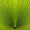 Wall Mural Palm Leaf Nature M1003