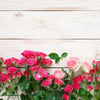Wall mural Pink and crimson roses M1034