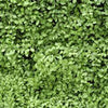 Wall mural Green leaves wall M1045