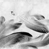 Wall Mural Gray Feathers Butterfly M1150