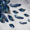 Wall mural Blue peacock feather M1155