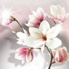 Fototapete Magnolie Blüten Rosa M1296