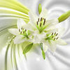 Fototapete Grün Lilien Blüten M1318