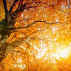 Fototapete Baumkronen Herbst Lanschaft M1462