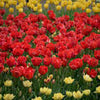 Papier peint Tulipes jaunes rouges M1471