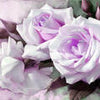 Poster XXL roses violet Rose M1777