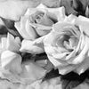 Papier peint roses rose grise M1779