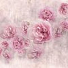 Fototapete rosa Rosen Betonwand alt M4678