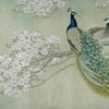 Wall Mural Peacock White Blossoms Branch Concrete Wall M4688