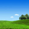 Wall Mural Green Meadow Tree Sky Grass M4807