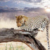 Wall mural Leopard branch savanna sky M4814