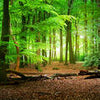 Papiers peints forêt été nature M5667