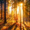 Fototapete Sonne Herbst Bäume M5672