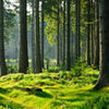 Papier peint Forest Trunks Meadow M5674