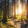 Wall Mural Sunset Forest Trees M5675