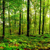 Fototapete Wald Blätter Natur M5679
