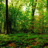 Wall mural forest trees leaves M5680
