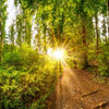Wall mural Sun Forest Trees Path M5682